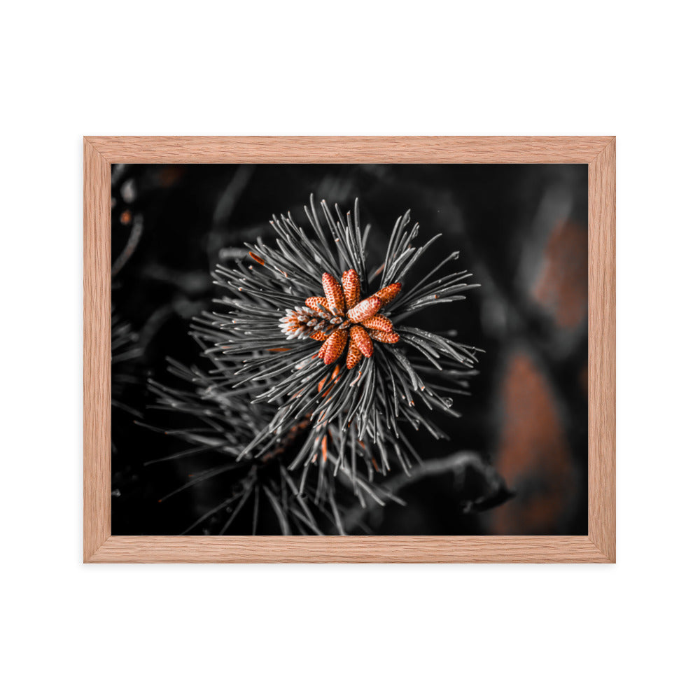 Framed Poster - Rusted Pine