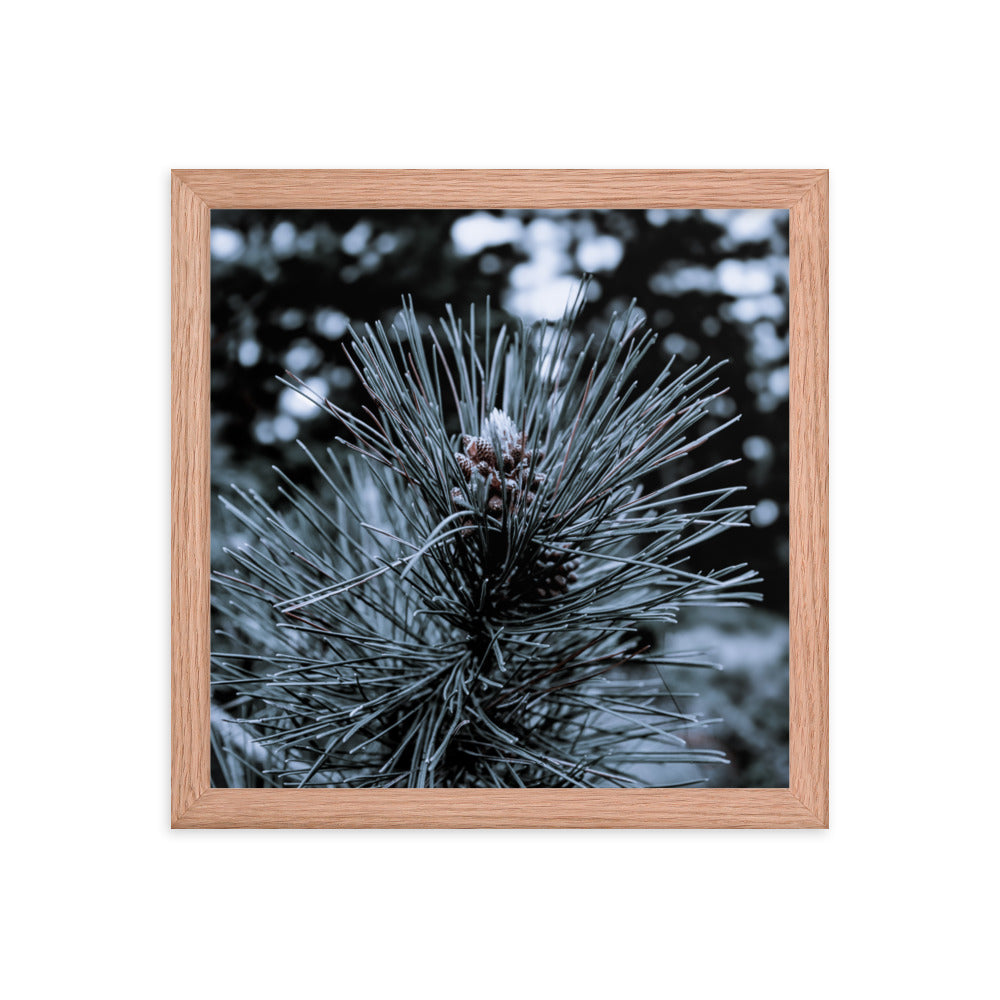 Framed Poster - Cedar Pine