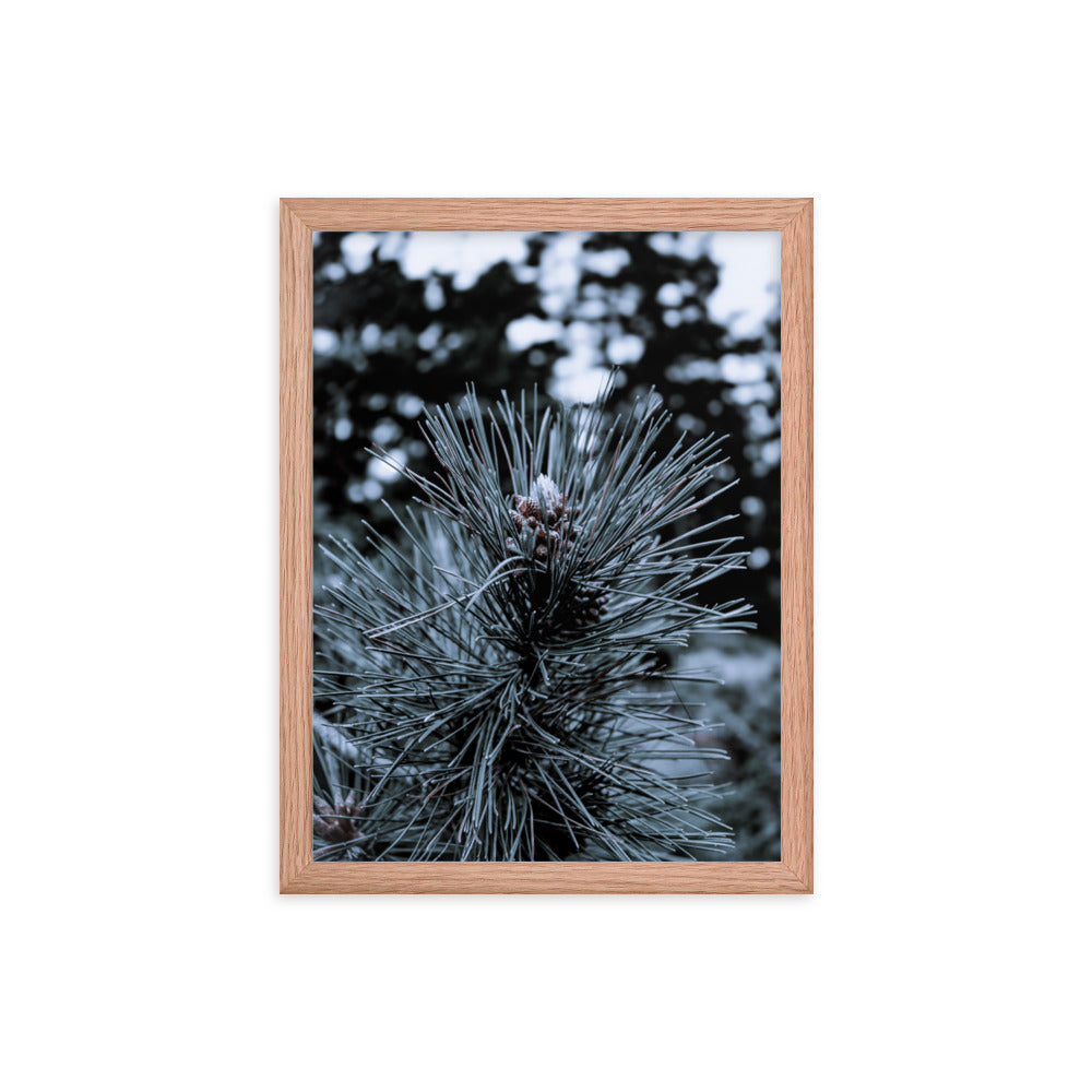 Framed Poster - Cedar Pine