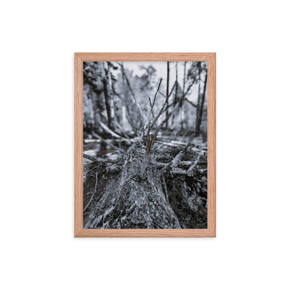 Framed Poster - A Felled Tree