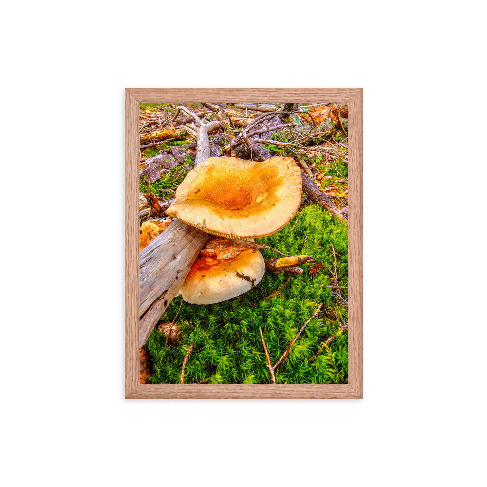 Framed Poster - The Mushroom And The Log