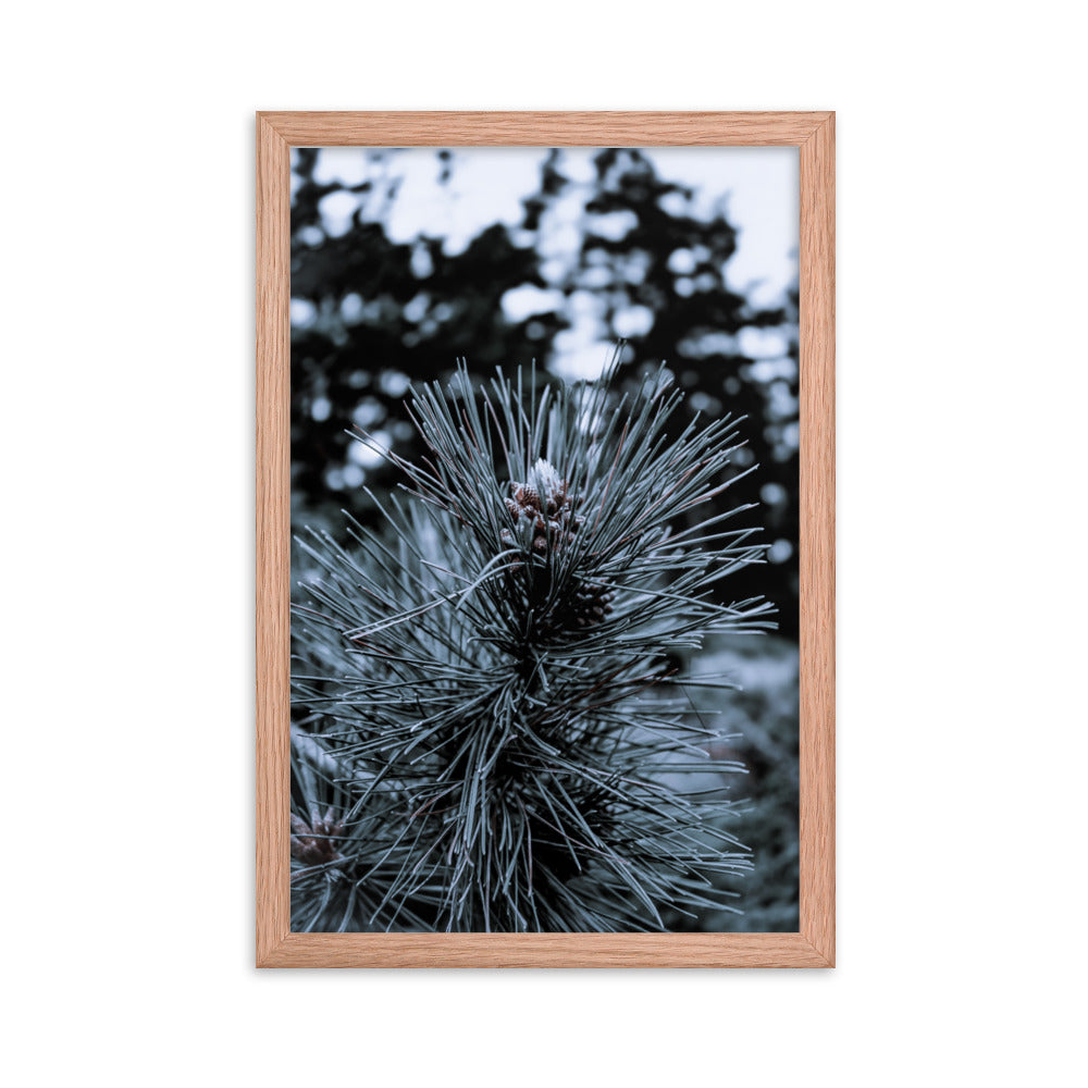 Framed Poster - Cedar Pine