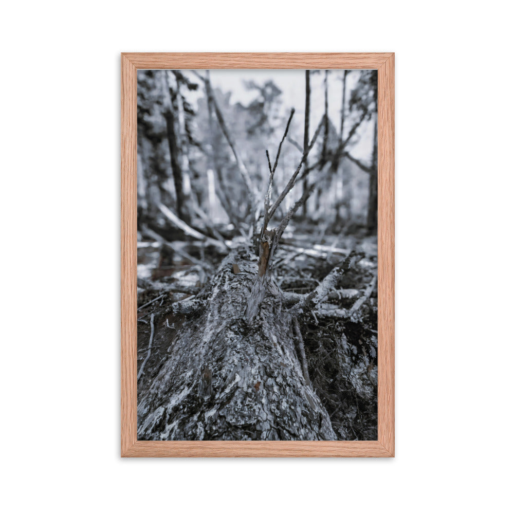 Framed Poster - A Felled Tree