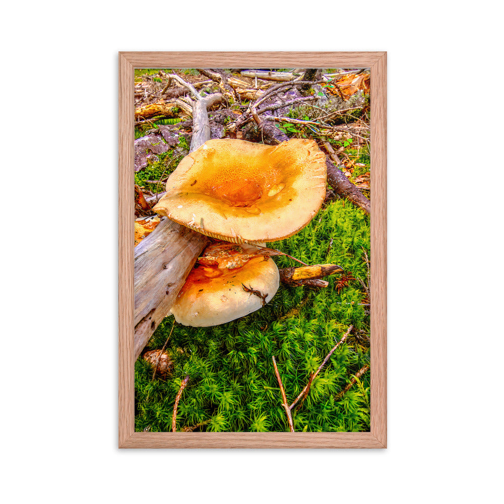 Framed Poster - The Mushroom And The Log