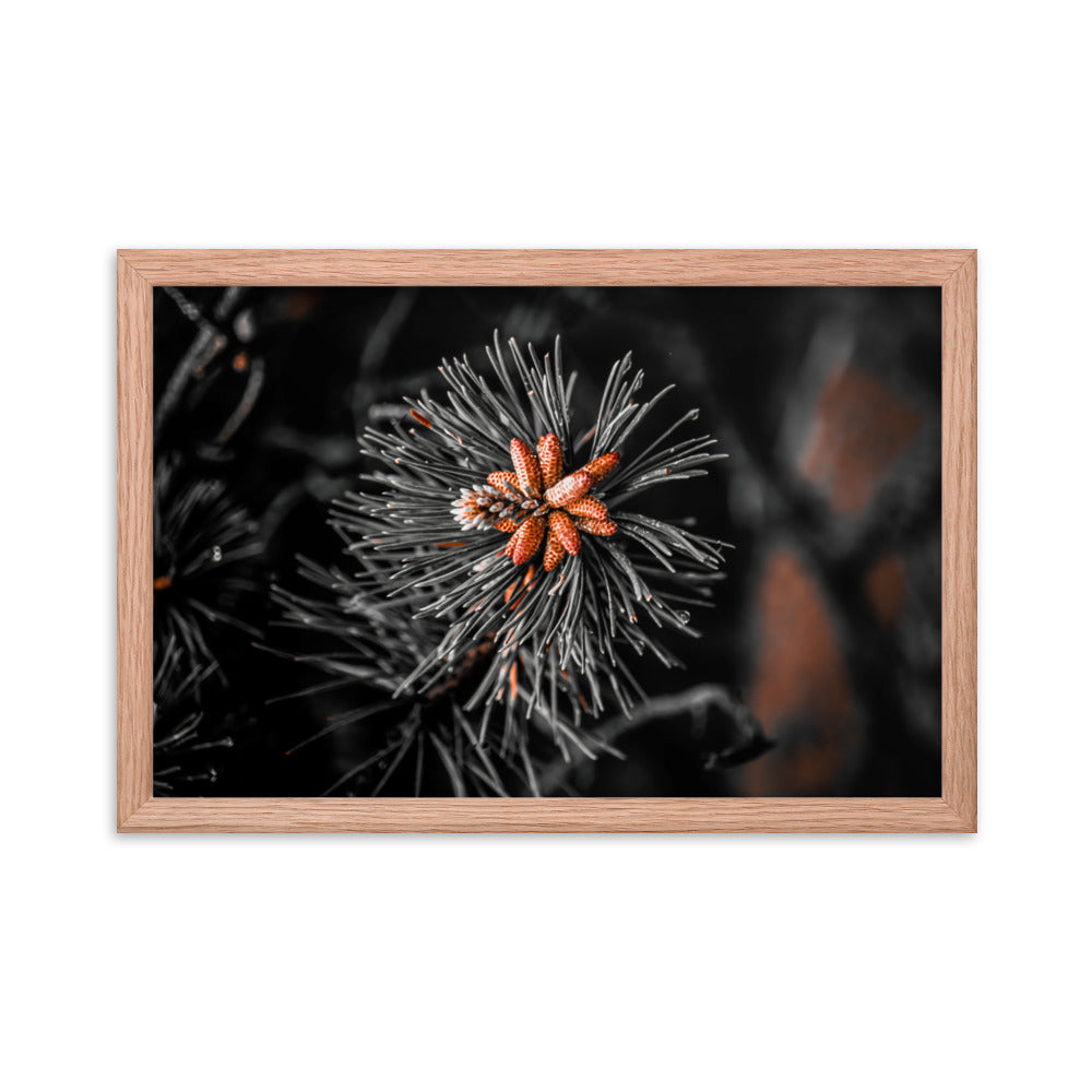 Framed Poster - Rusted Pine