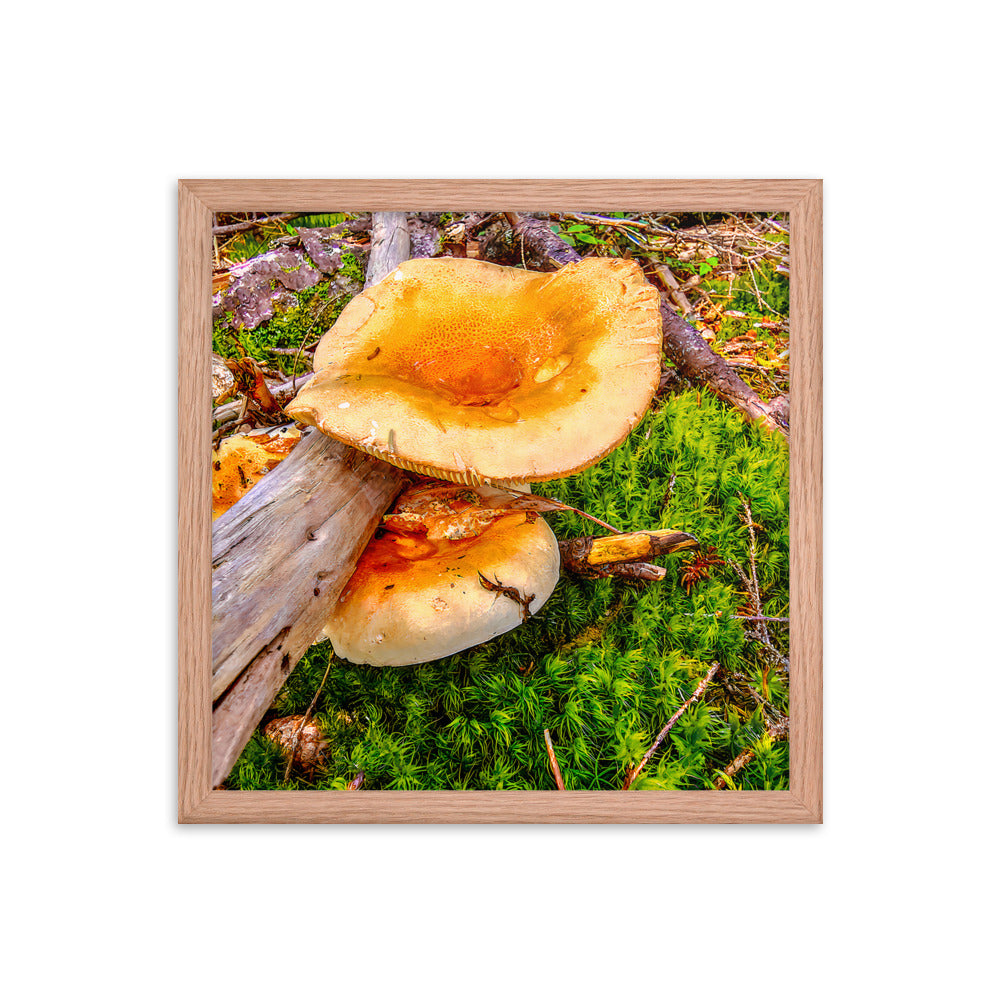 Framed Poster - The Mushroom And The Log