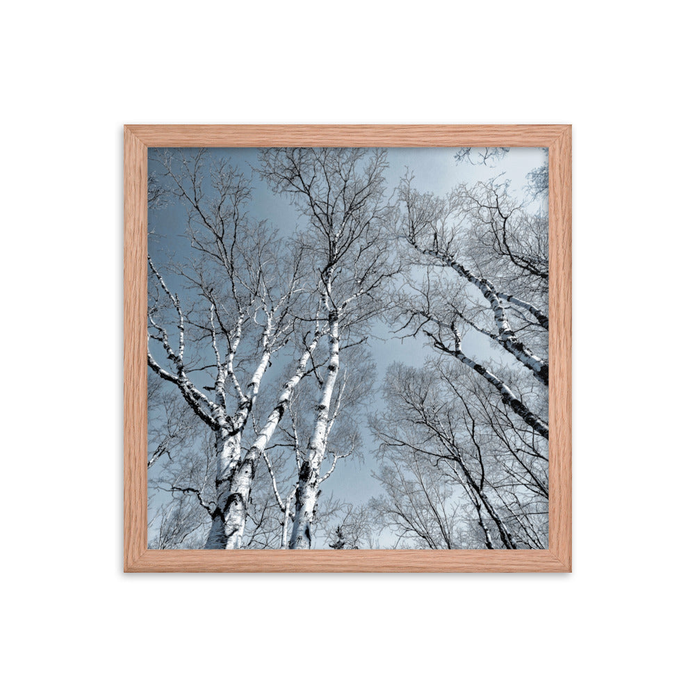 Framed Poster - The Birches