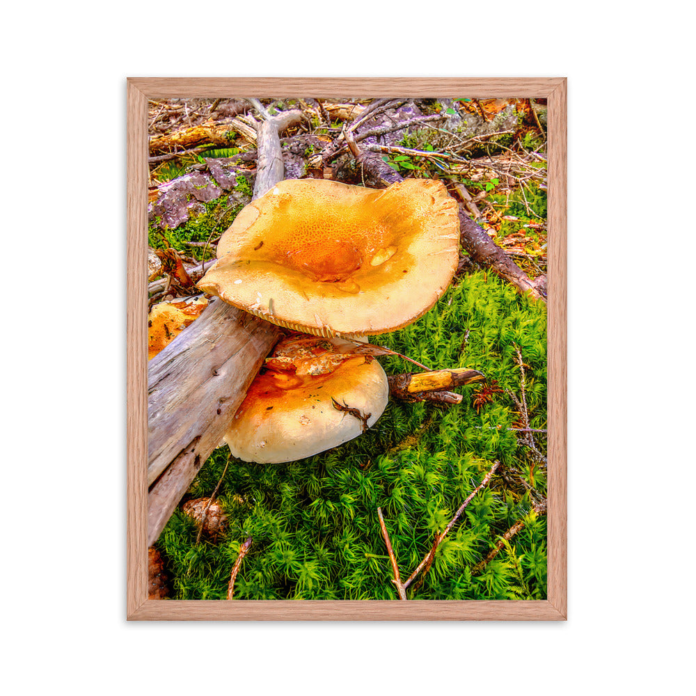 Framed Poster - The Mushroom And The Log