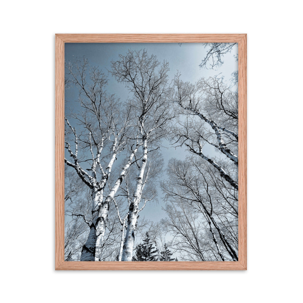 Framed Poster - The Birches