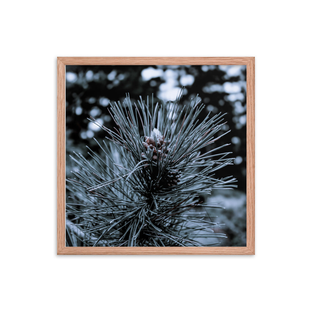 Framed Poster - Cedar Pine