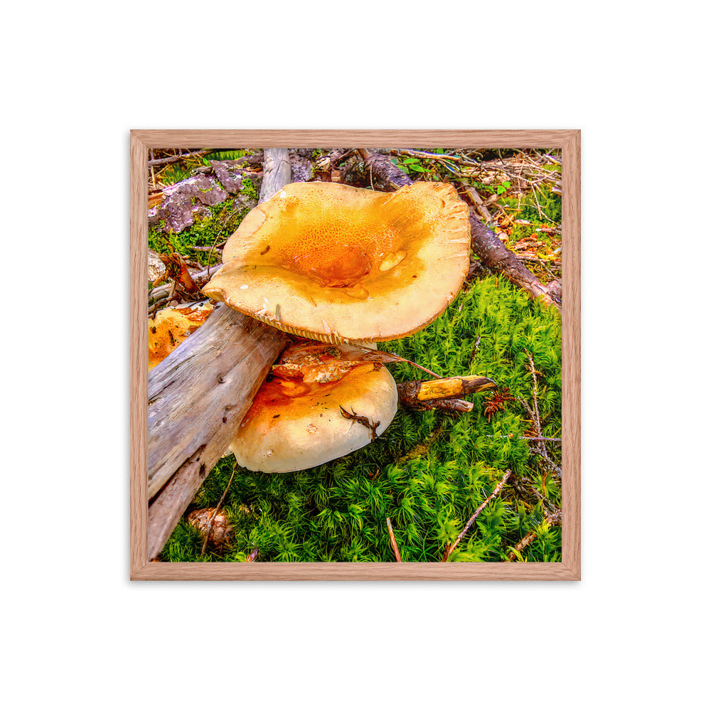 Framed Poster - The Mushroom And The Log