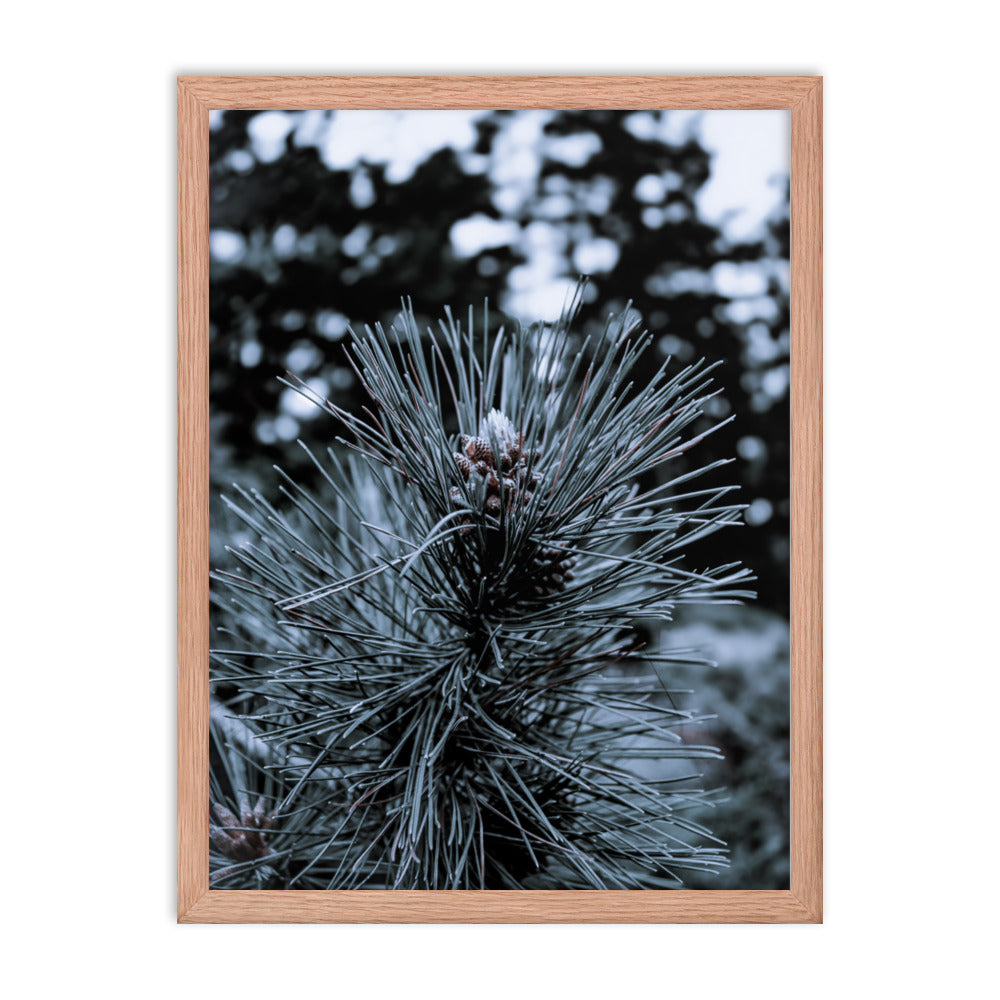 Framed Poster - Cedar Pine