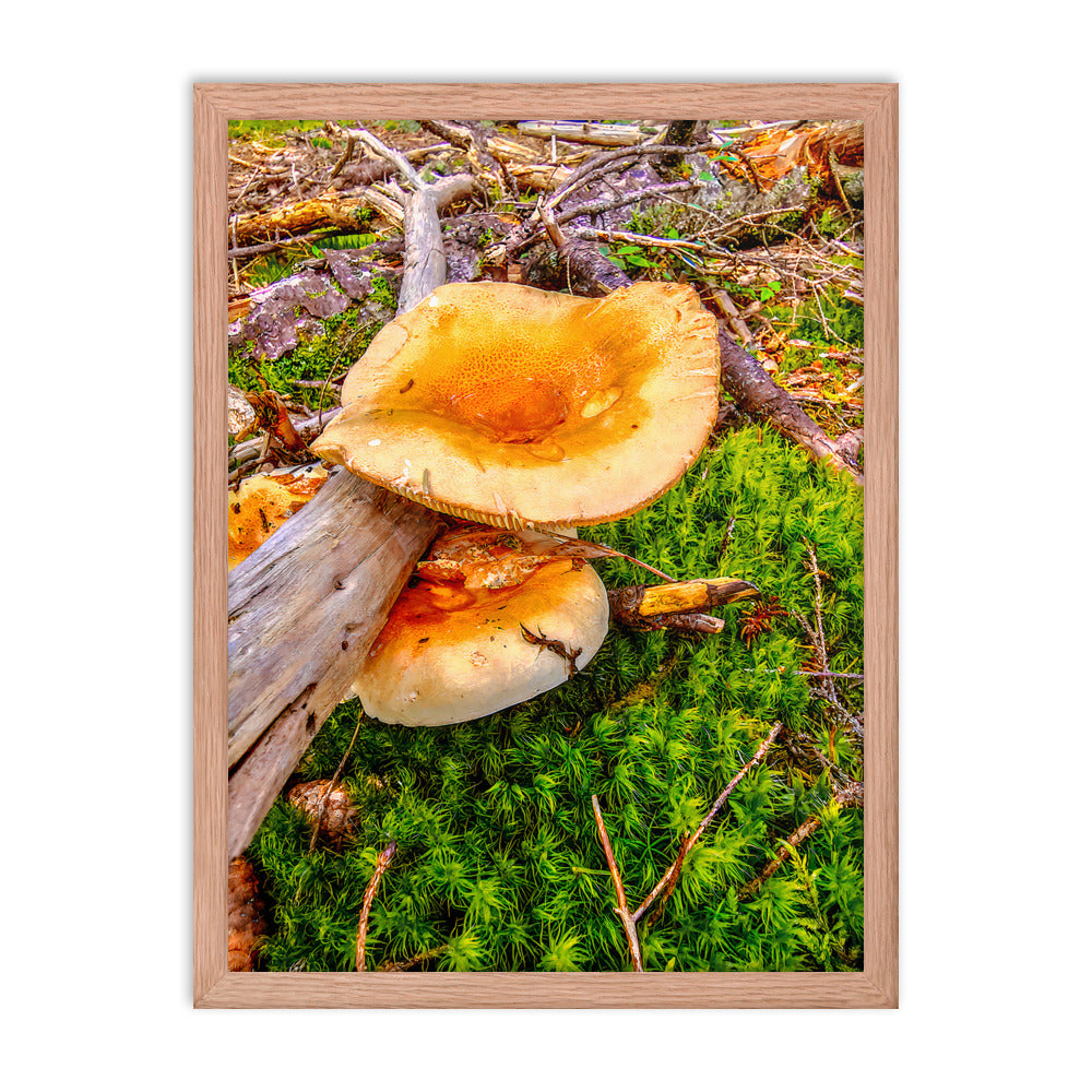 Framed Poster - The Mushroom And The Log