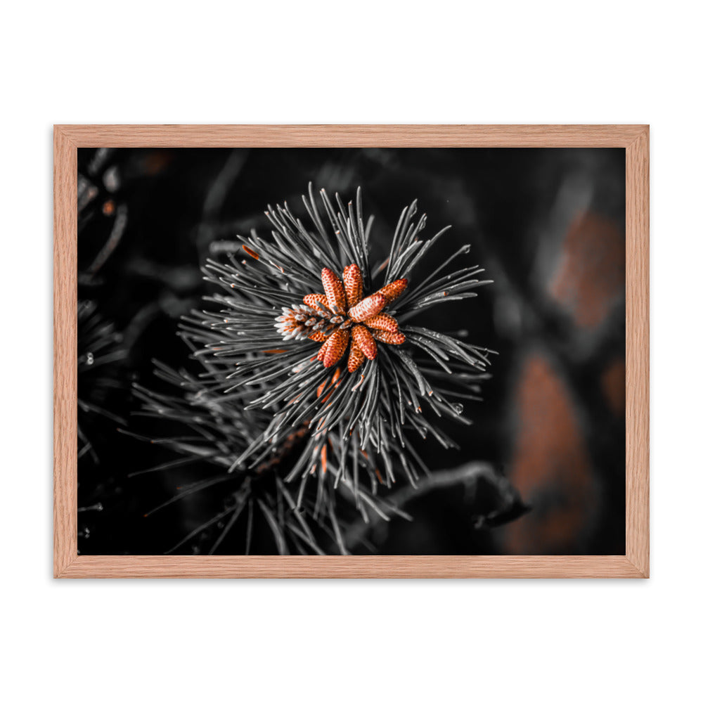 Framed Poster - Rusted Pine