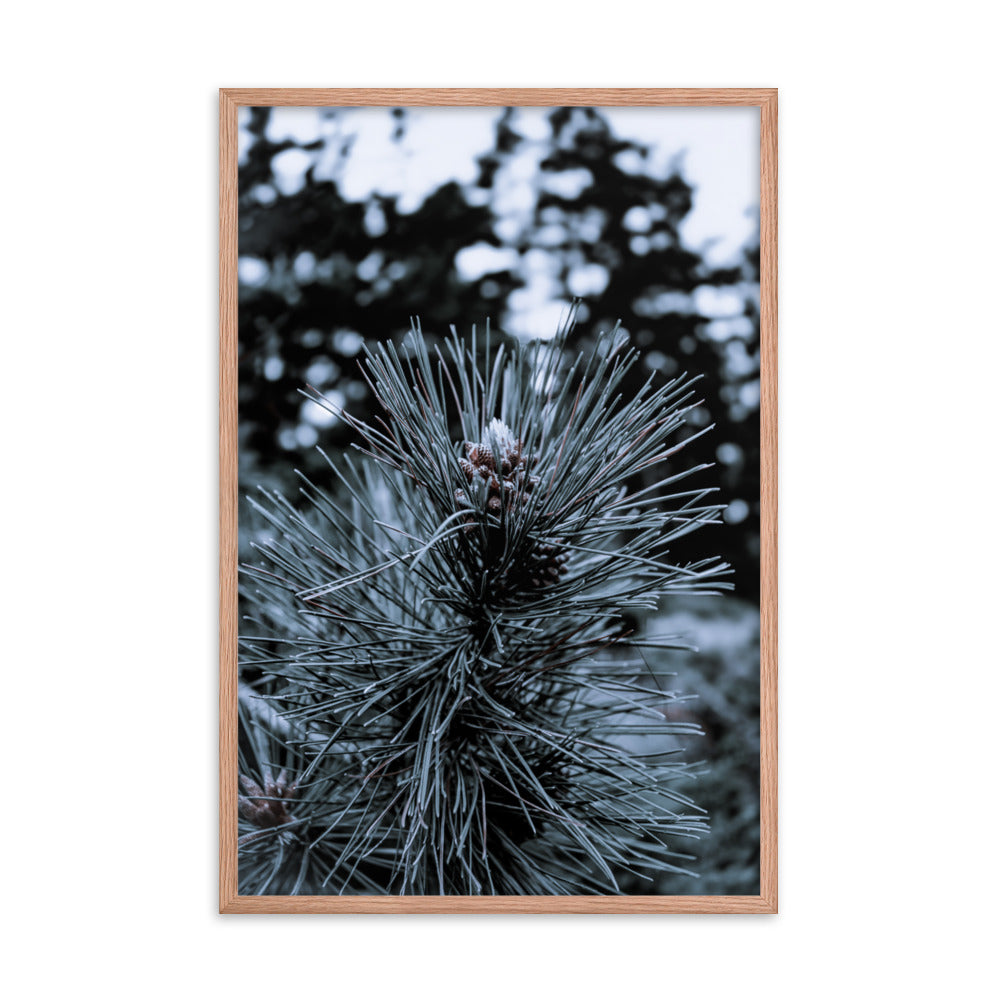 Framed Poster - Cedar Pine