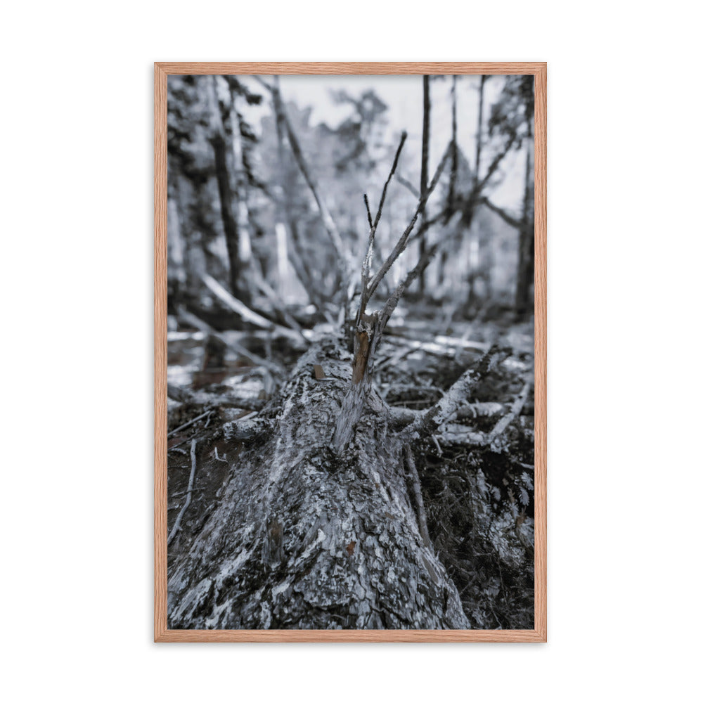 Framed Poster - A Felled Tree