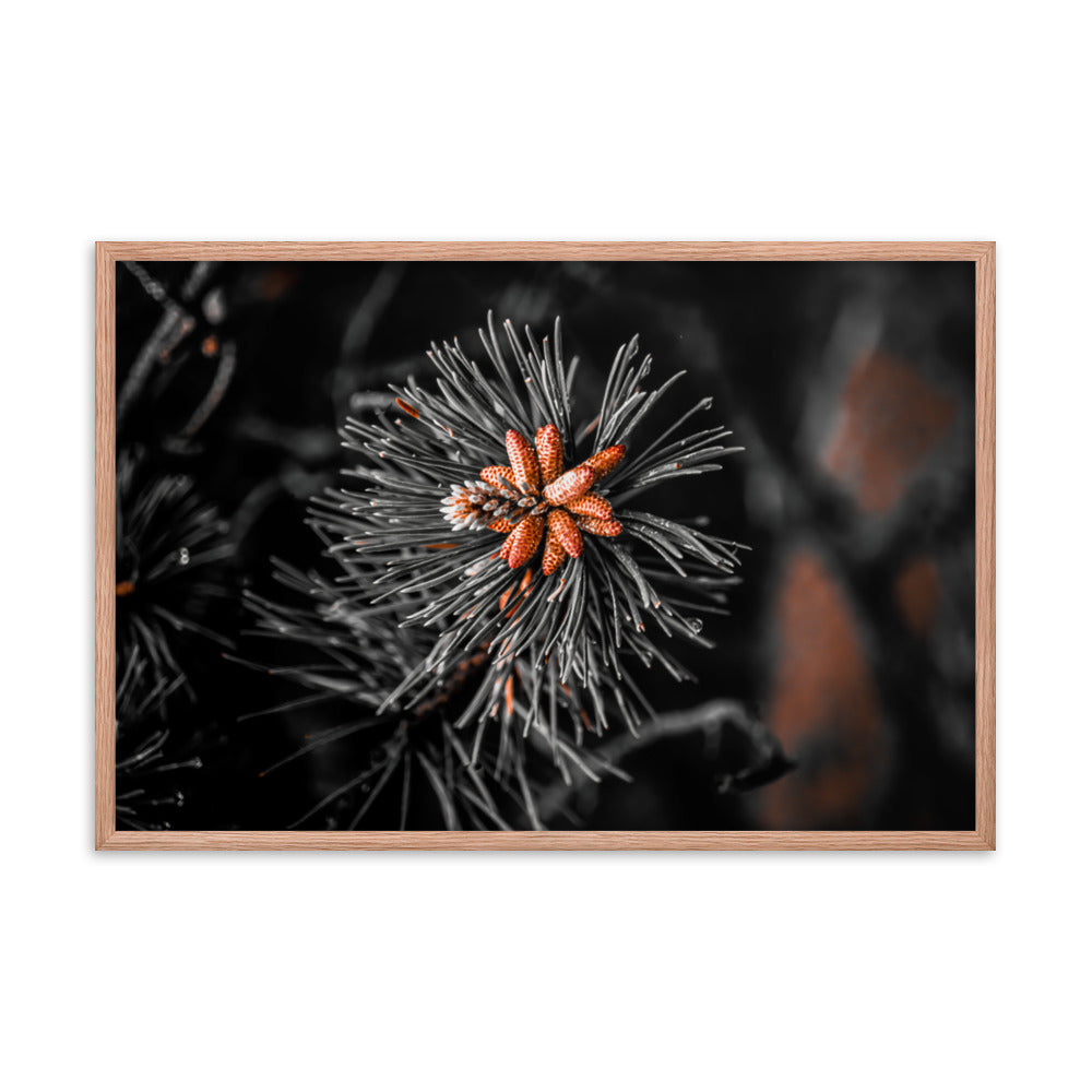 Framed Poster - Rusted Pine