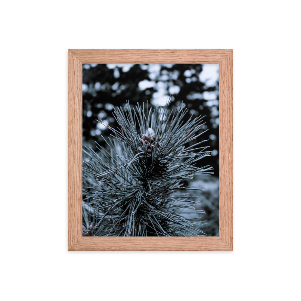 Framed Poster - Cedar Pine