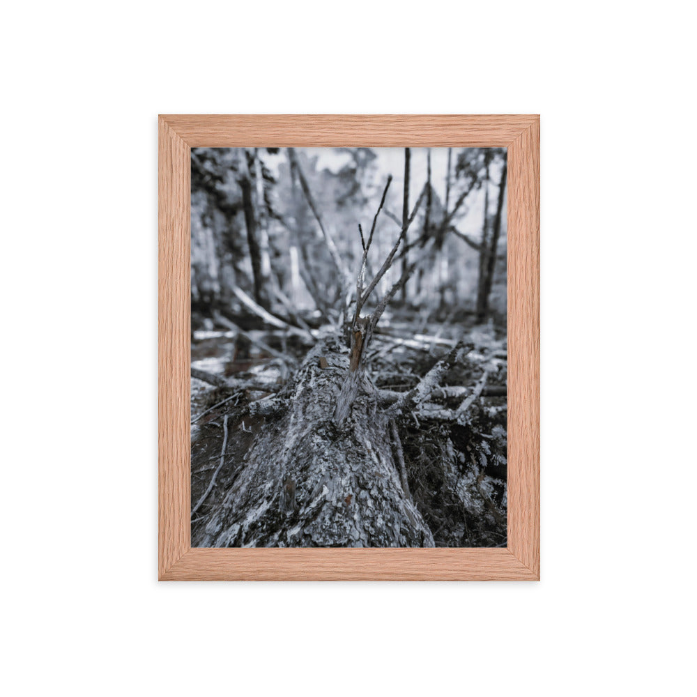 Framed Poster - A Felled Tree