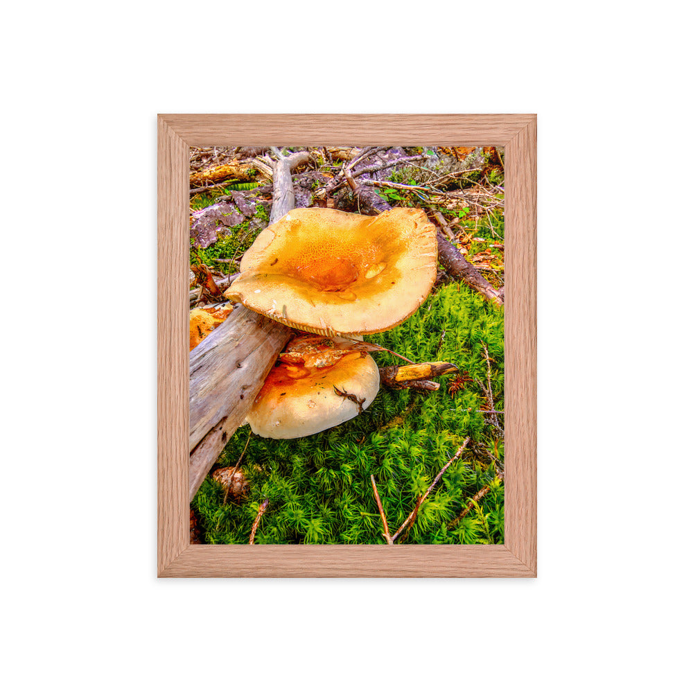 Framed Poster - The Mushroom And The Log