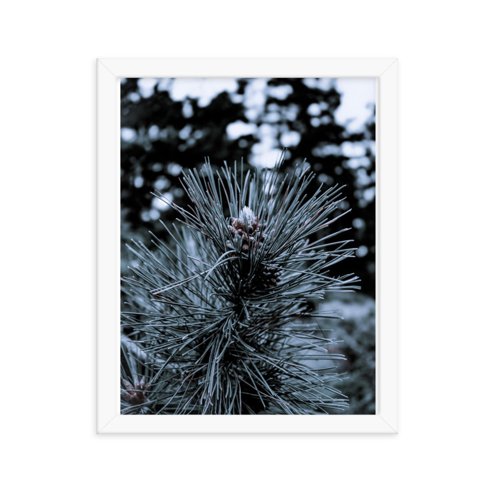 Framed Poster - Cedar Pine