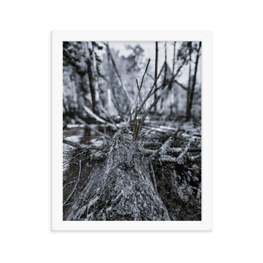 Framed Poster - A Felled Tree