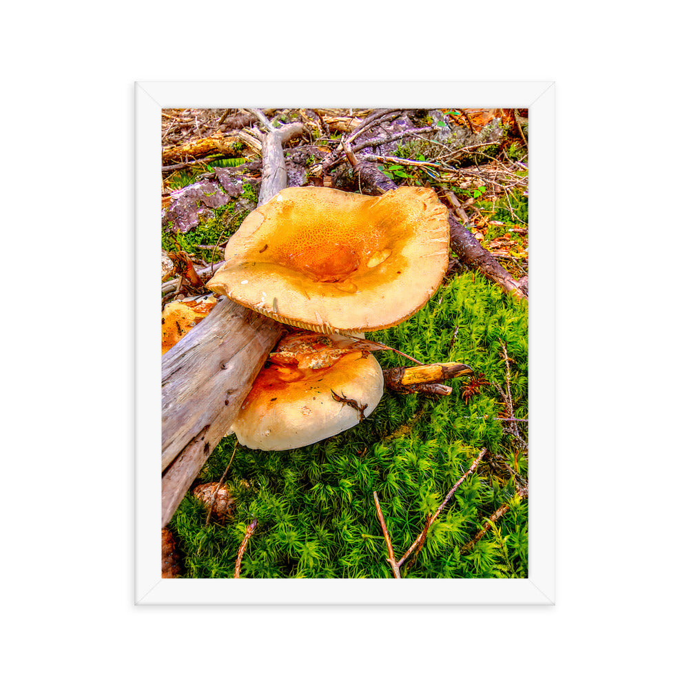 Framed Poster - The Mushroom And The Log