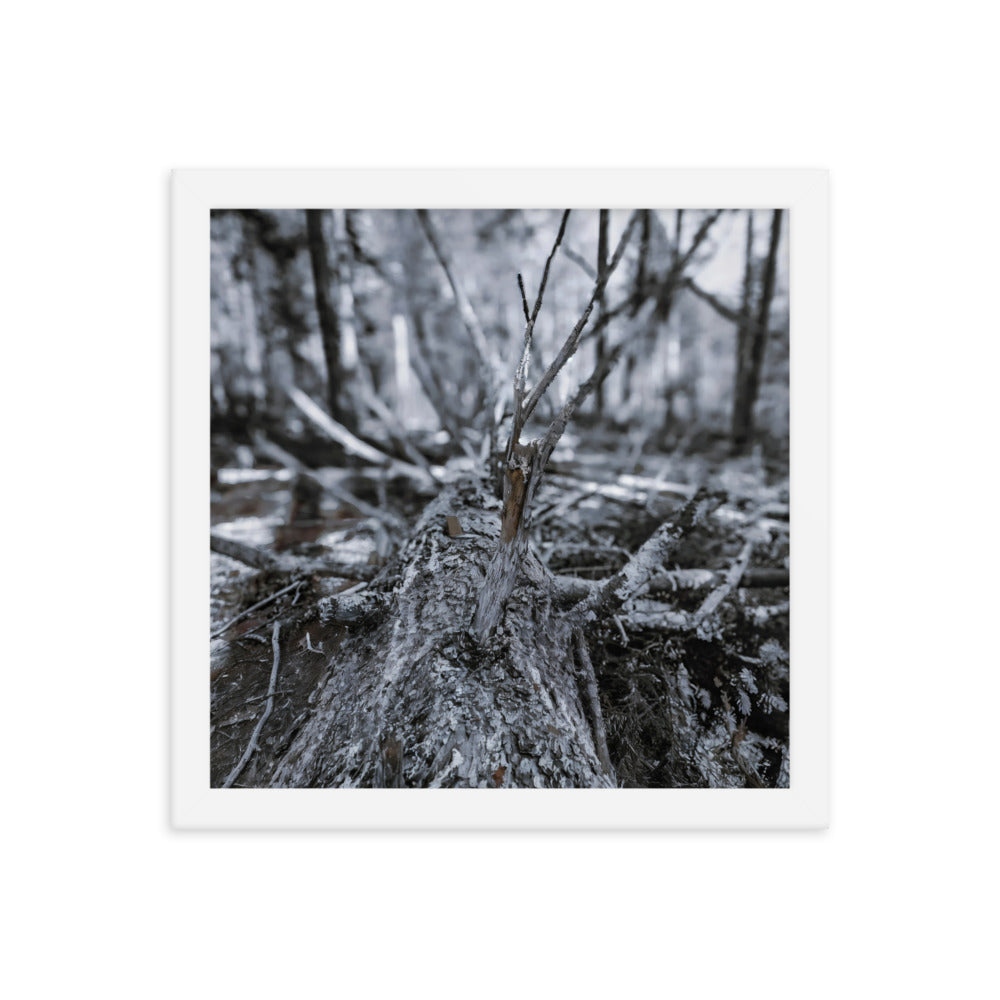 Framed Poster - A Felled Tree