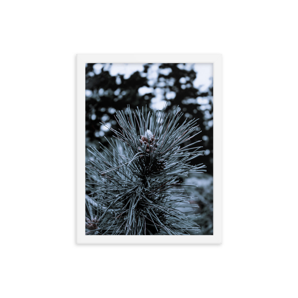 Framed Poster - Cedar Pine