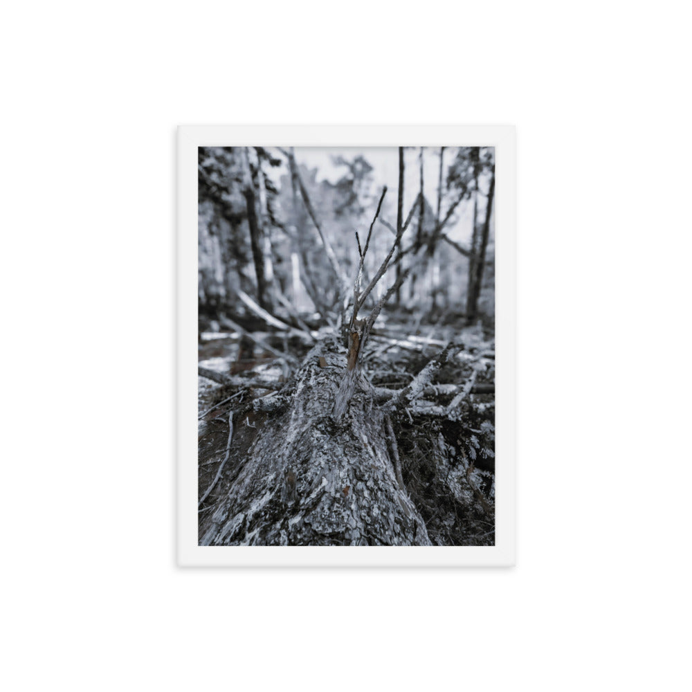 Framed Poster - A Felled Tree