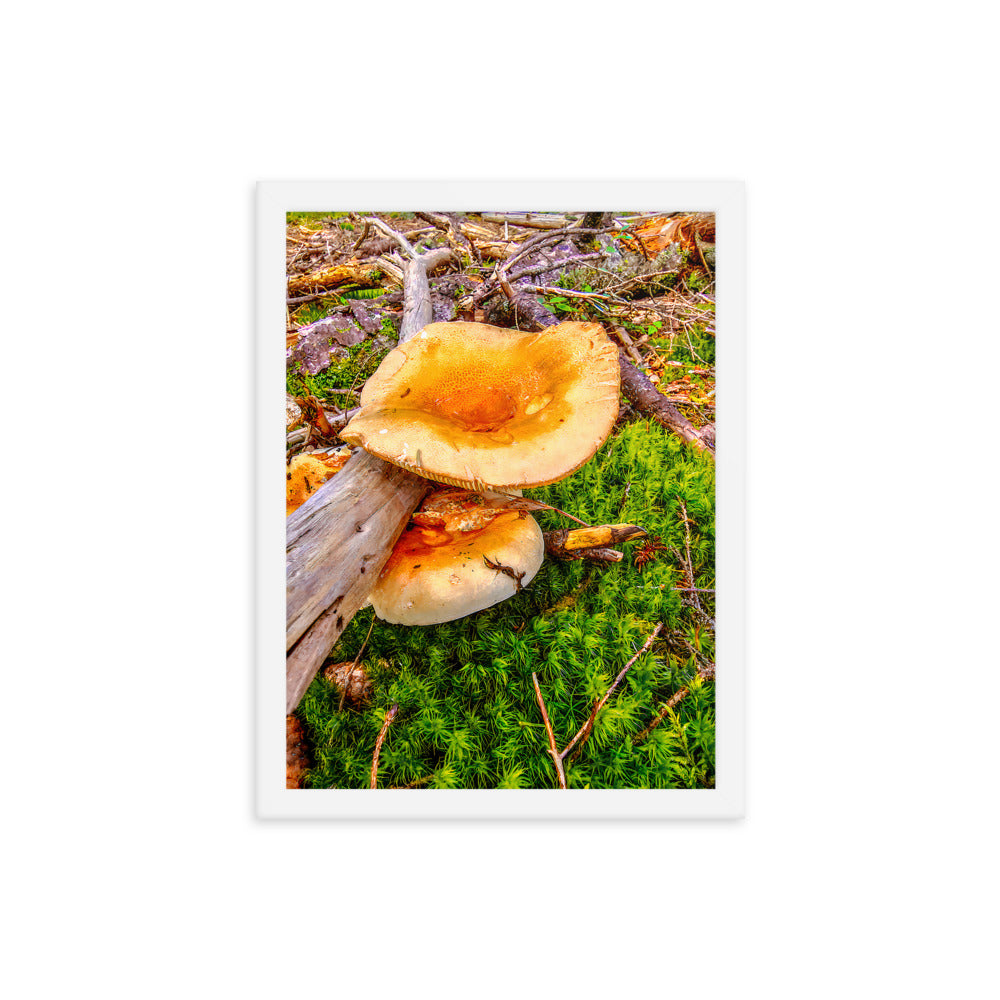 Framed Poster - The Mushroom And The Log