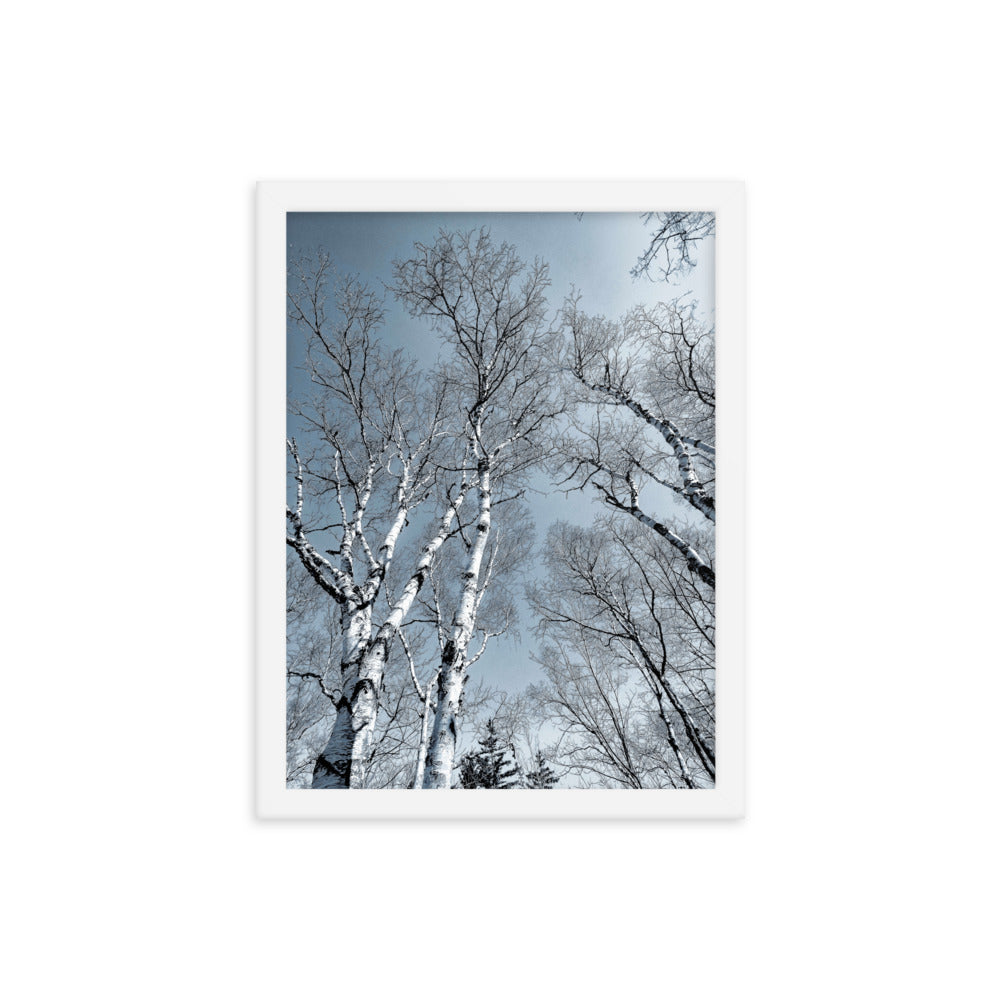 Framed Poster - The Birches