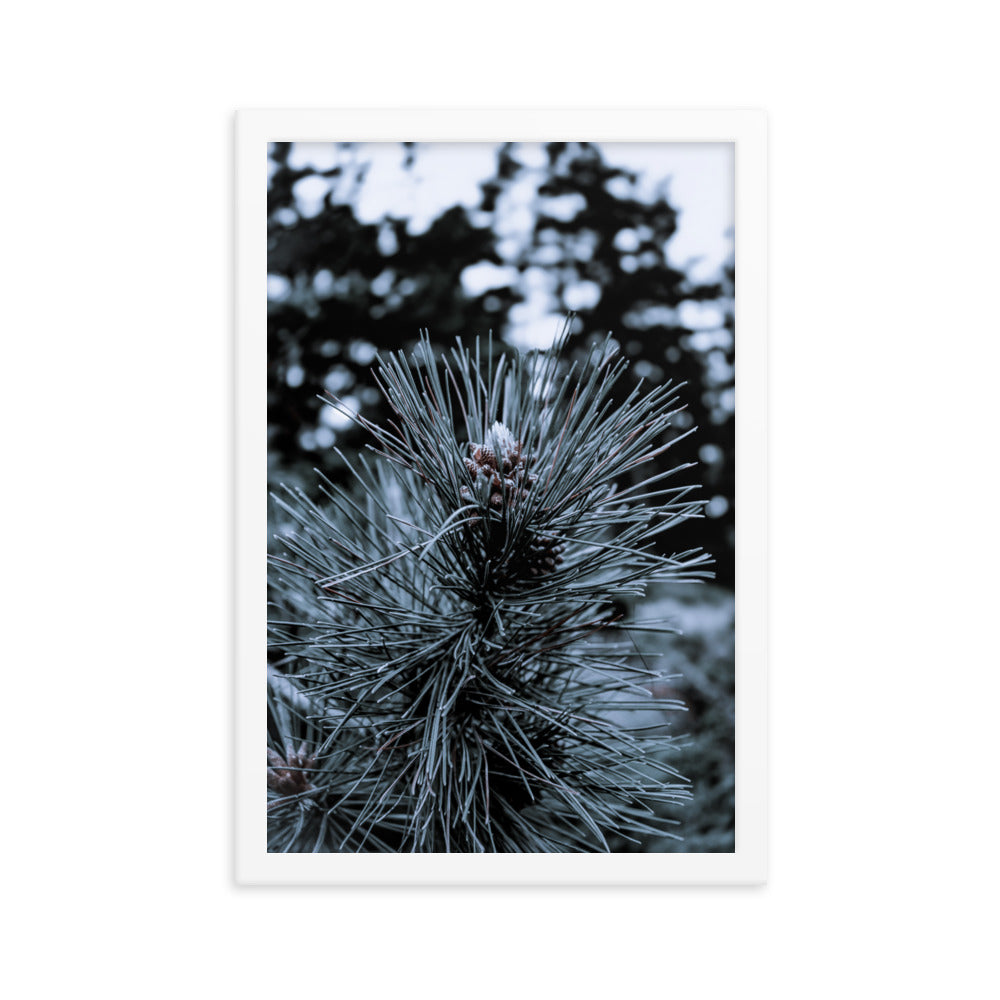 Framed Poster - Cedar Pine