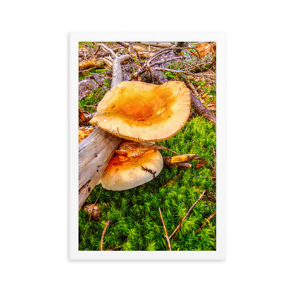 Framed Poster - The Mushroom And The Log