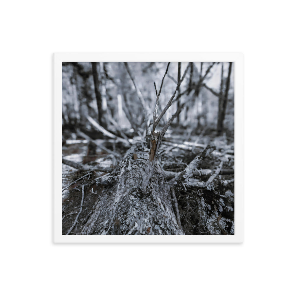 Framed Poster - A Felled Tree