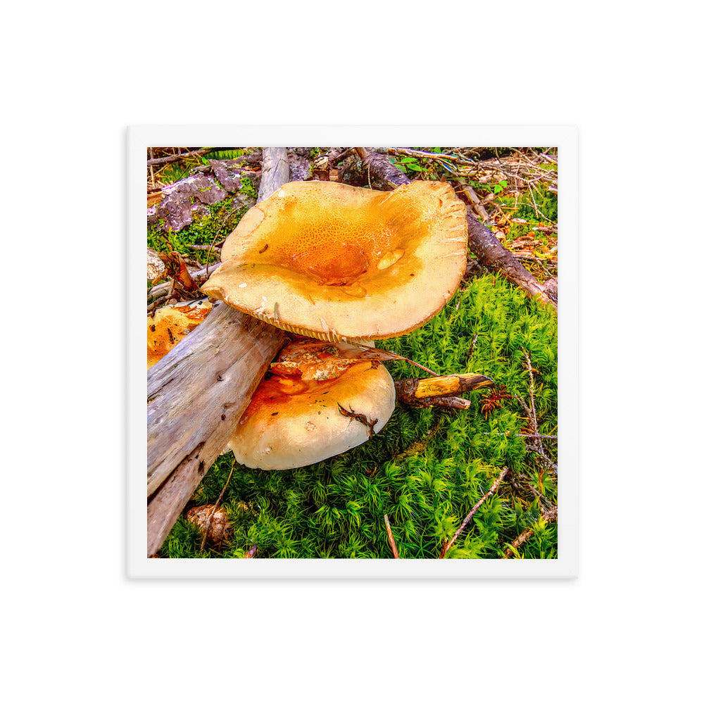 Framed Poster - The Mushroom And The Log