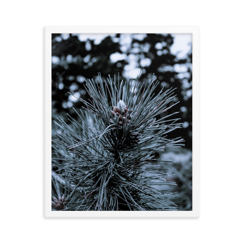 Framed Poster - Cedar Pine