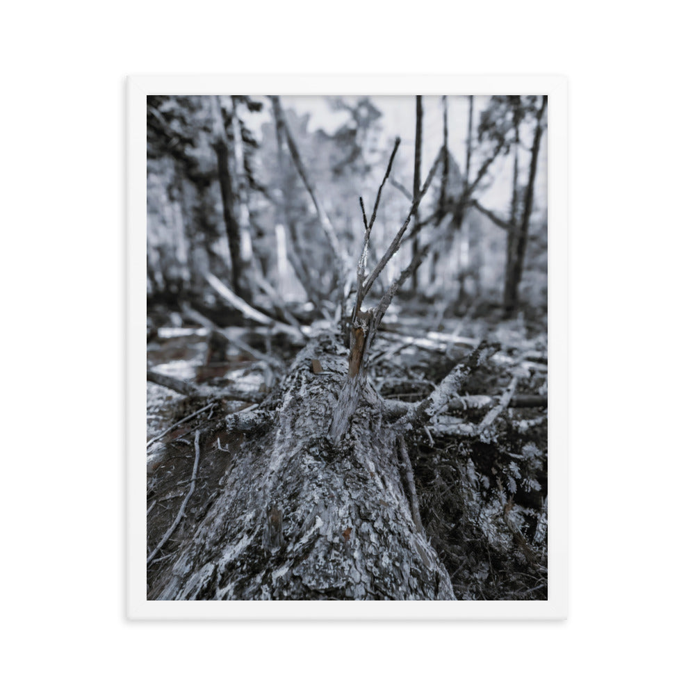 Framed Poster - A Felled Tree