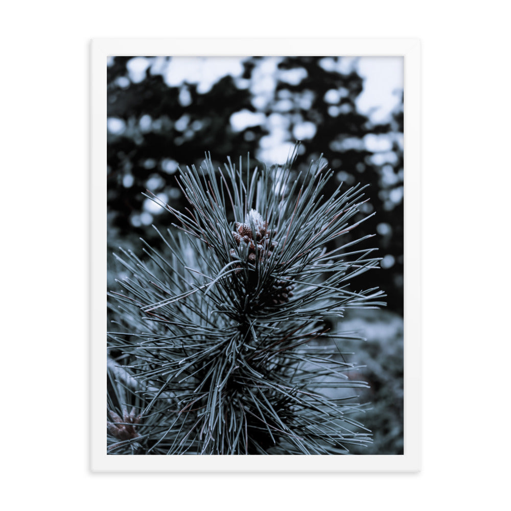 Framed Poster - Cedar Pine