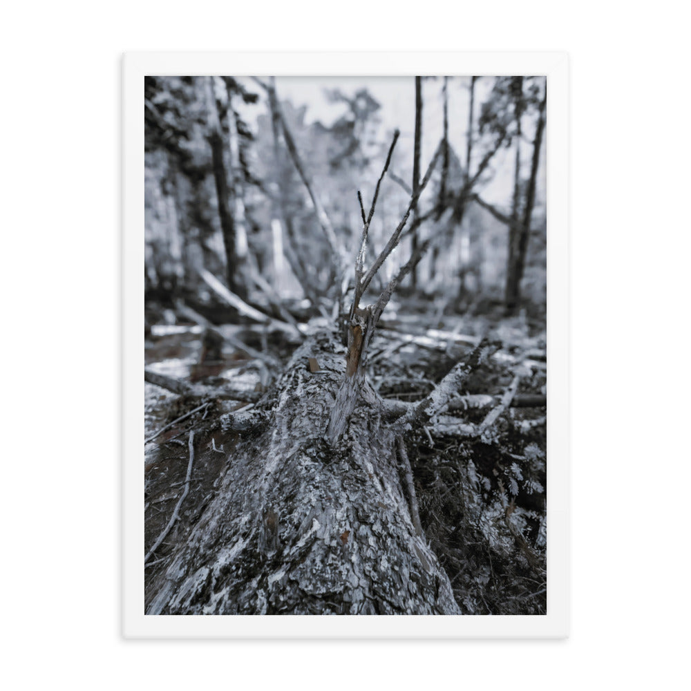 Framed Poster - A Felled Tree