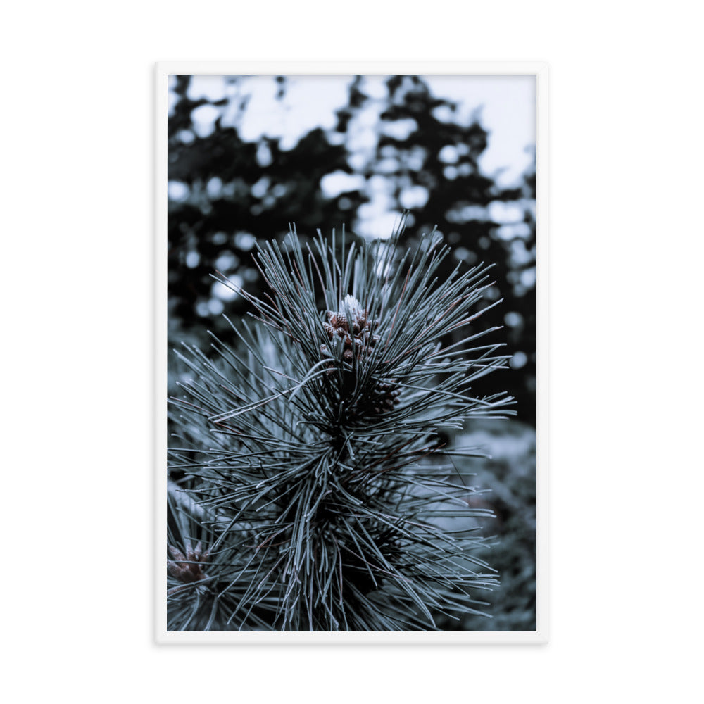 Framed Poster - Cedar Pine