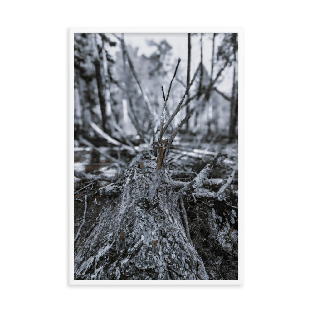 Framed Poster - A Felled Tree