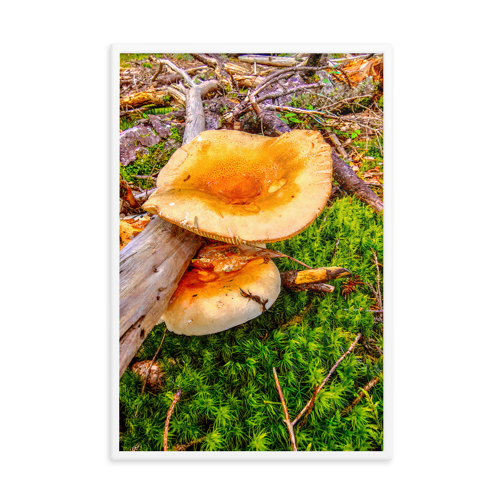 Framed Poster - The Mushroom And The Log