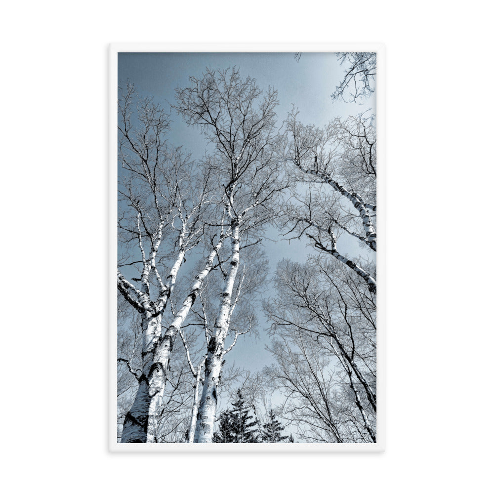 Framed Poster - The Birches