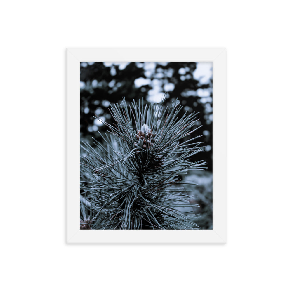 Framed Poster - Cedar Pine