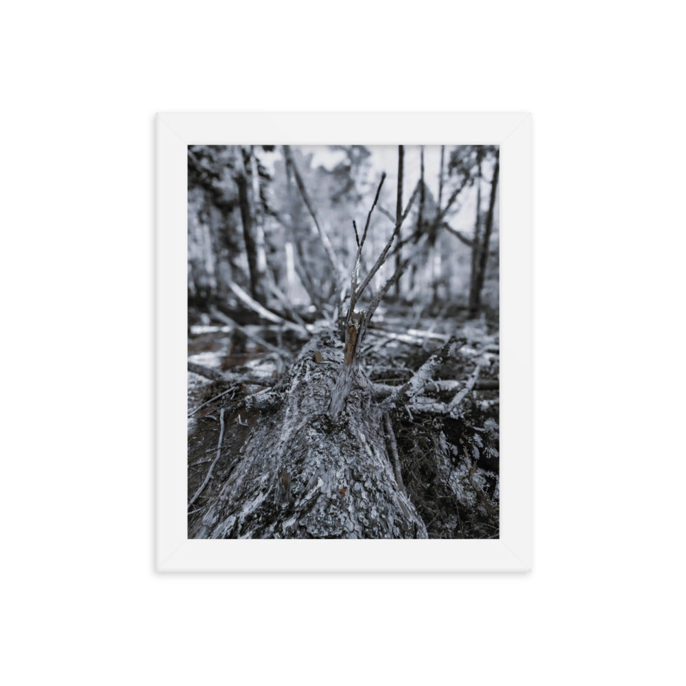 Framed Poster - A Felled Tree