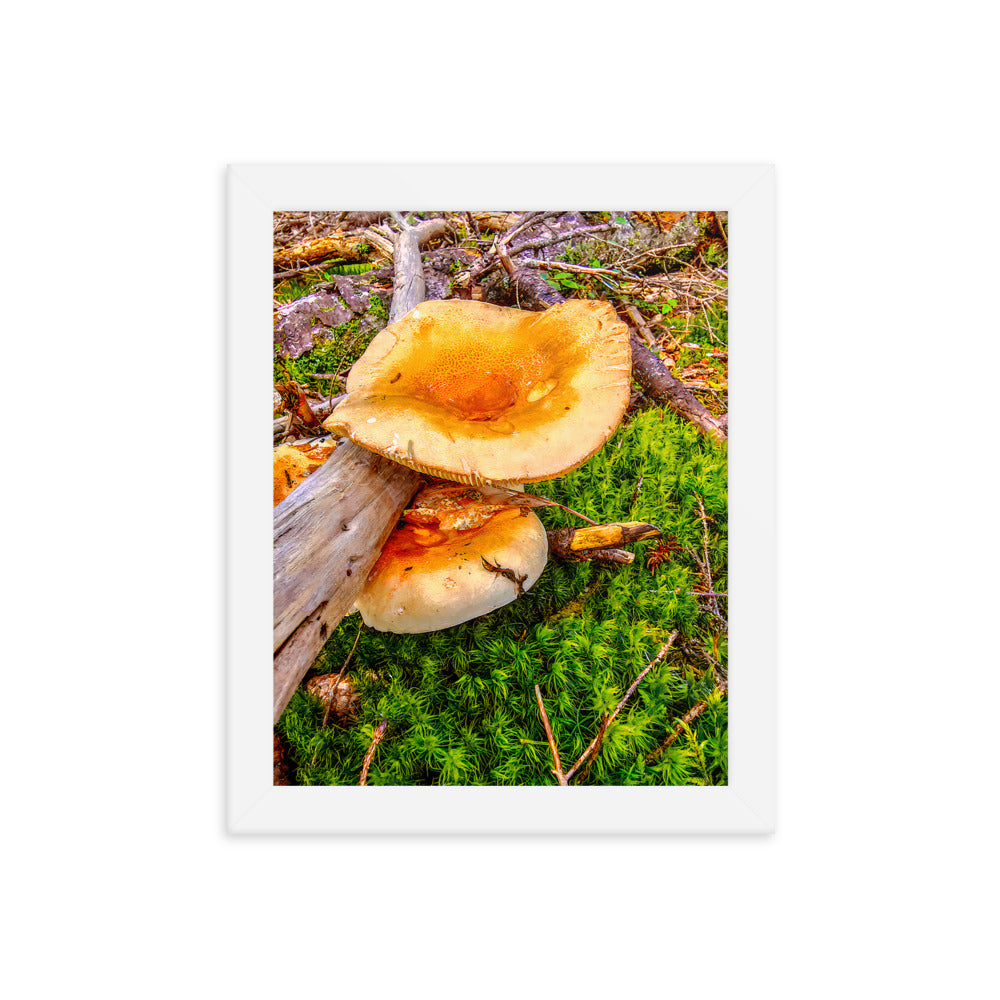 Framed Poster - The Mushroom And The Log