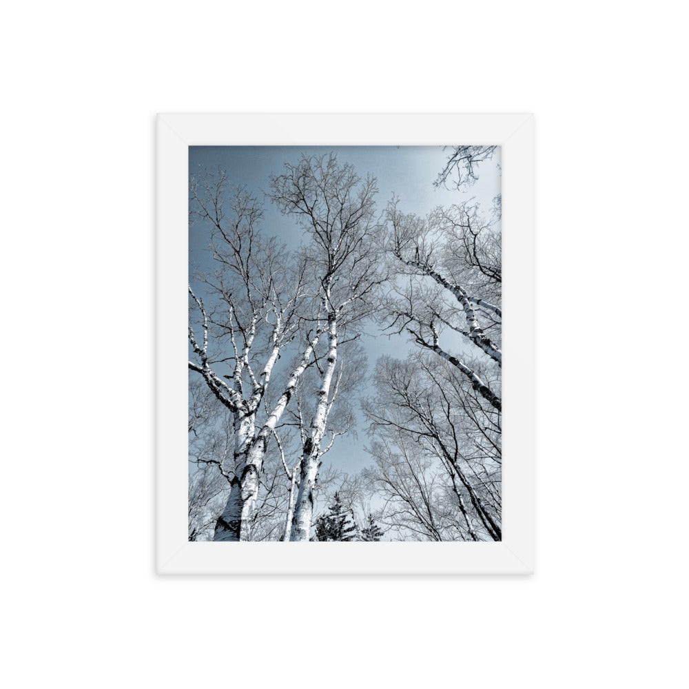 Framed Poster - The Birches