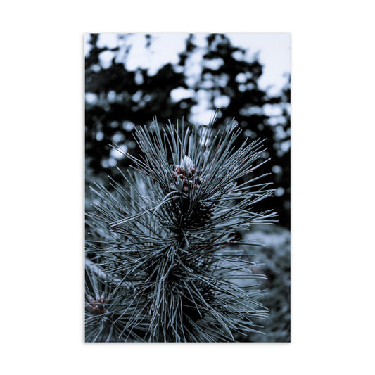 Cedar Pine Postcard