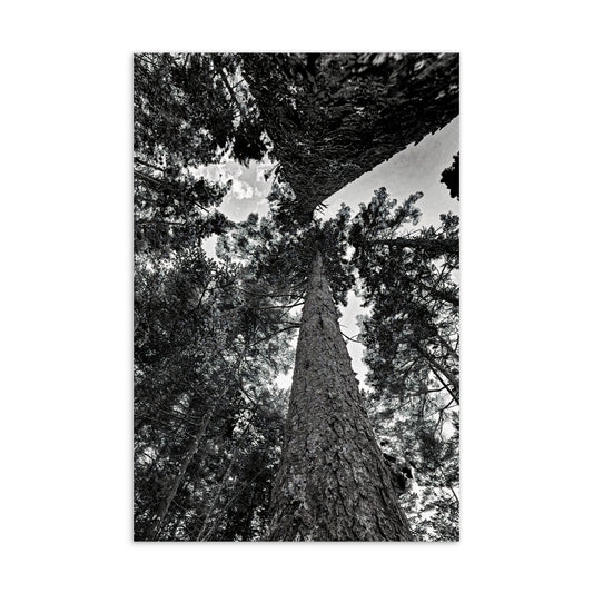 The Stretched Pines Postcard